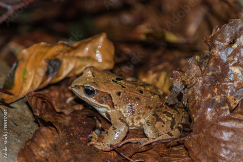 the frog sits in brown foliage