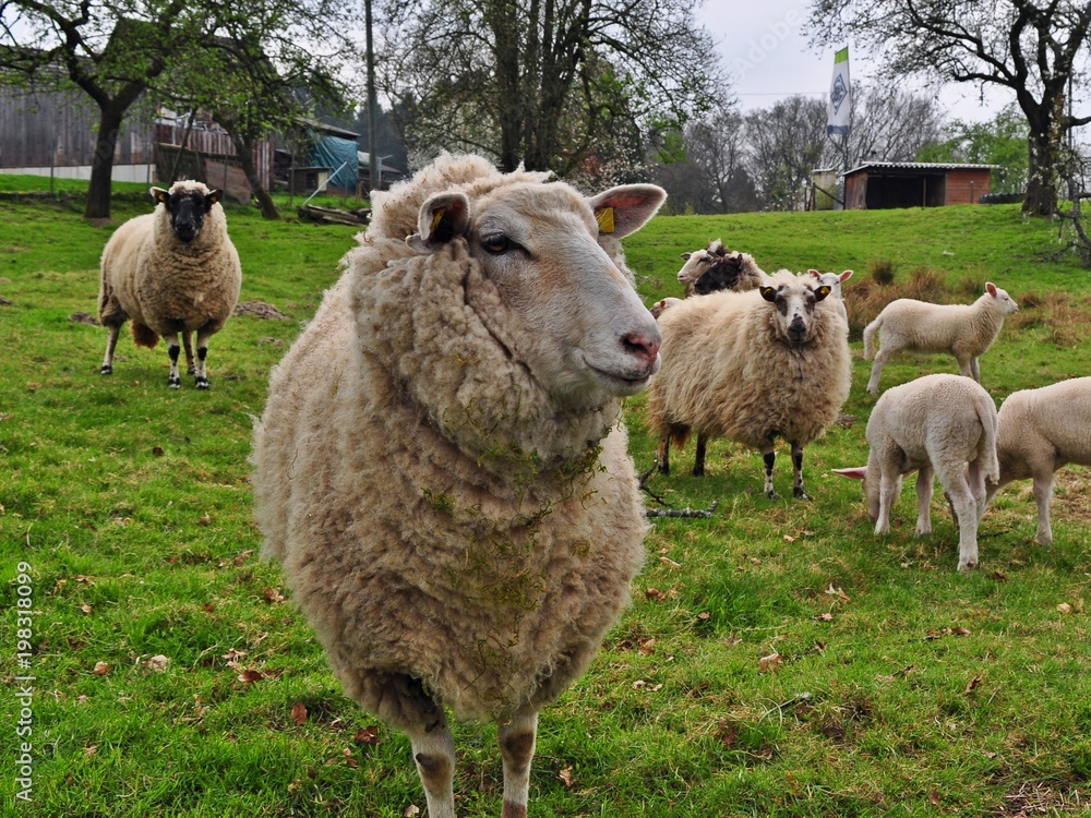 Obraz premium Schafherde auf einer Wiese