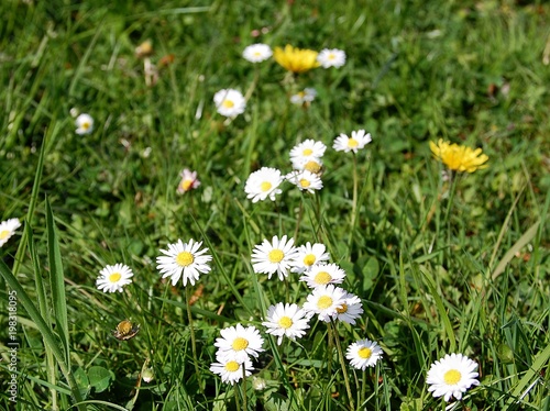 Blühende Gänseblümchen, Blumenwiese
