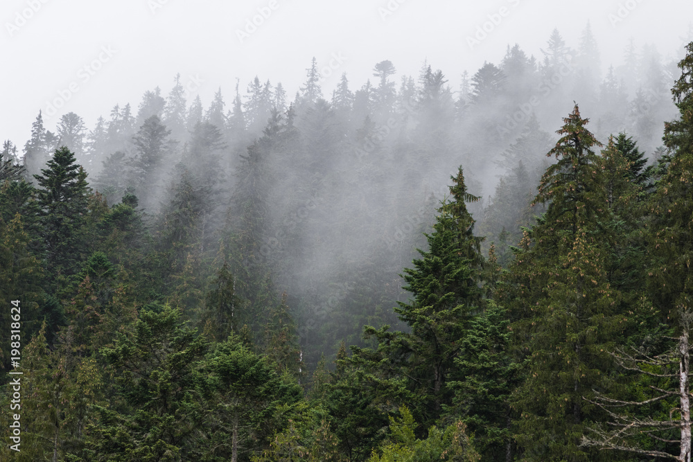 trees in the fog. Beautiful view of the Carpathians