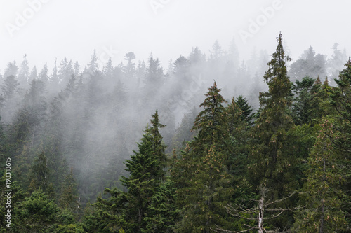 Fototapeta Naklejka Na Ścianę i Meble -  trees in the fog. Beautiful view of the Carpathians