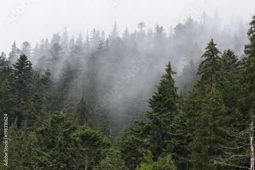 Fototapeta Naklejka Na Ścianę i Meble -  trees in the fog. Beautiful view of the Carpathians