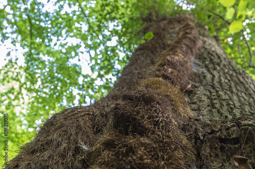 Parasitic plant on the tree photo