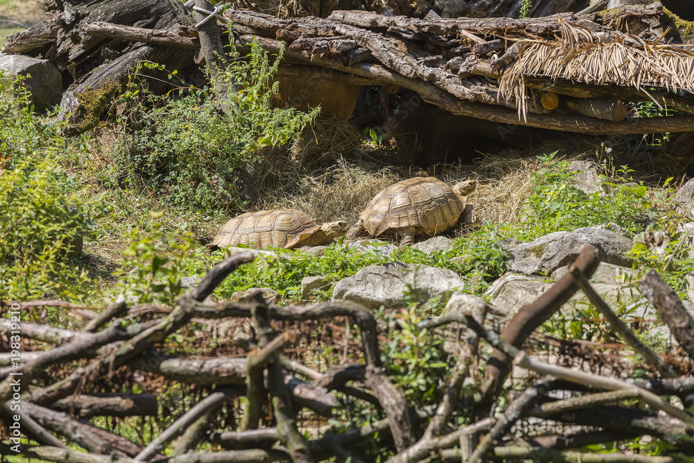 Two large specimens of land tortoises Two large specimens of land tortoises