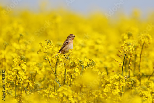 The whinchat (Saxicola rubetra) sits on a branch of rapeseed on a blurred background of a rapeseed field © VOLODYMYR KUCHERENKO