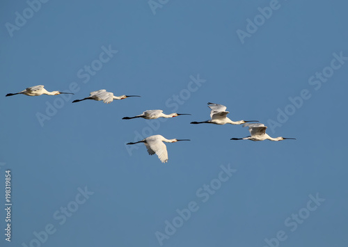 A flock of an Eurasian spoonbills in flight against a background blue sky