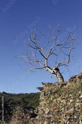 Higuera en borde de bancal, Sauceda, Hurdes, España