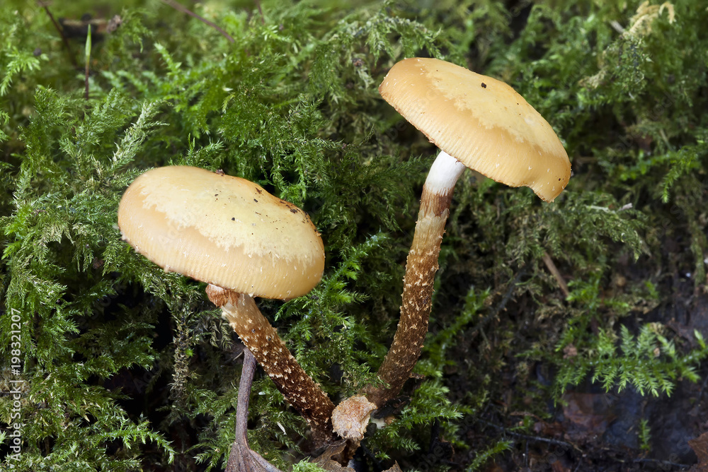Funeral Bells mushroom fungi which is a poisonous species
