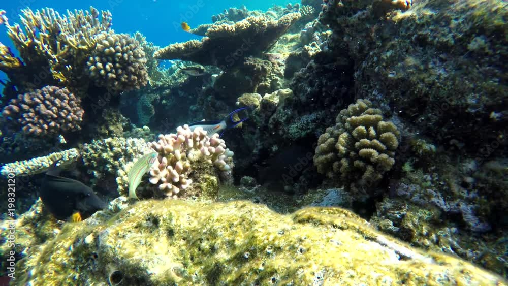 Coral reef and beautiful fish. Underwater life in the ocean. Coral reef and beautiful fish. Underwater life in the ocean.