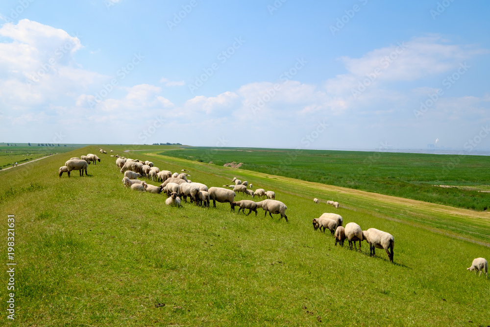 Obraz premium Deichschafe in Ostfriesland