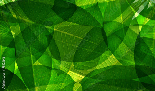 Double exposure of green leaves
