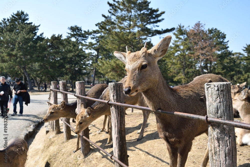 奈良公園の鹿 奈良公園の鹿
