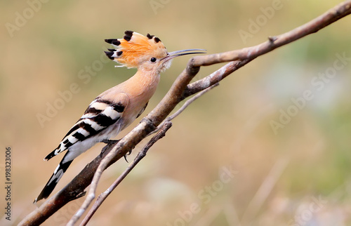 Close up photo a hoopoe sits on a diagonale branch on blurred background