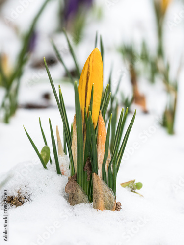 Close up of closed crocus flower in yellow easter color with snow