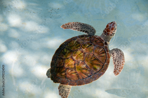 sea turtle swimming