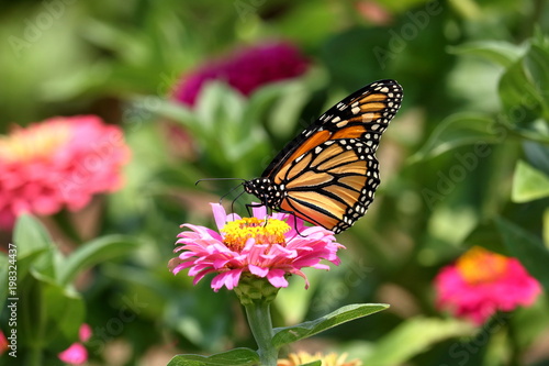 A Monarch Butterfly feeds on bright colored Zinnia flowers in the garden on a bright  summer day.