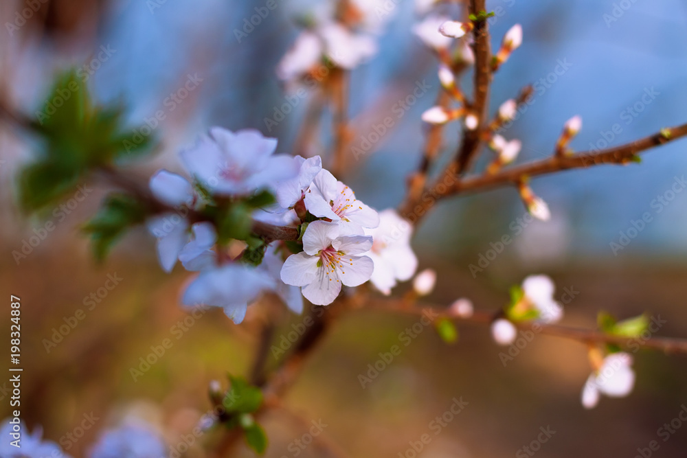 branch of a flowering tree in the spring branch of a flowering tree in the spring