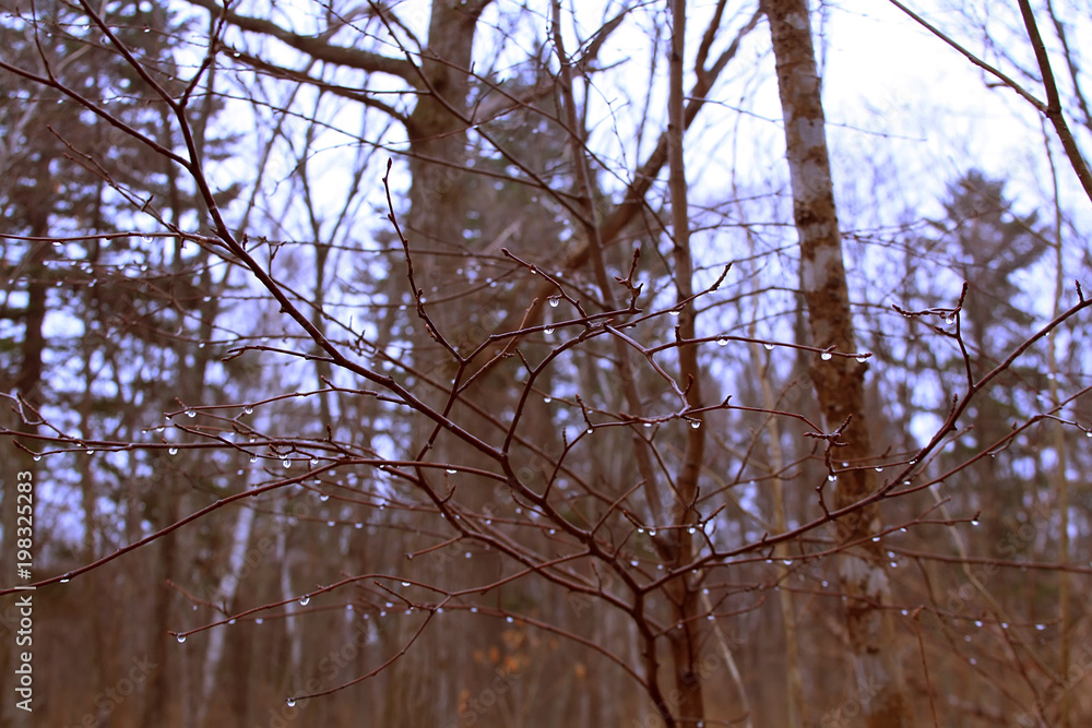 Obraz premium raindrops on branches in spring