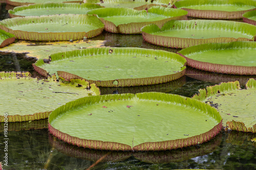 Giant Water Lily Pond