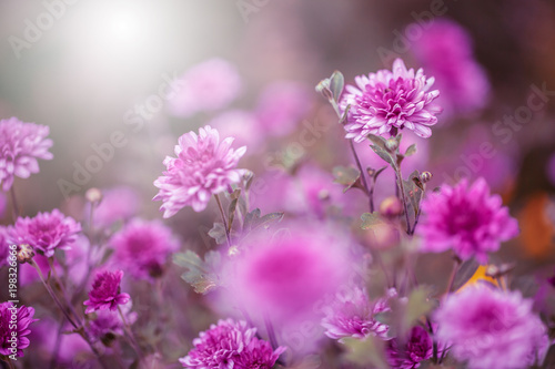 Many lilac garden flowers in flowerbed. Beautiful nature plnats with sofy light. Closeup