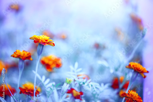 Many orange red yellow flowers in grass. Closeup summer photo with unusal cold blue colors. Macro ourdoor
