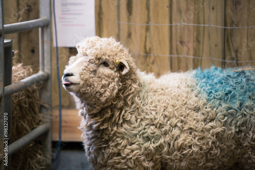 Tableau sur toile New mother female sheep