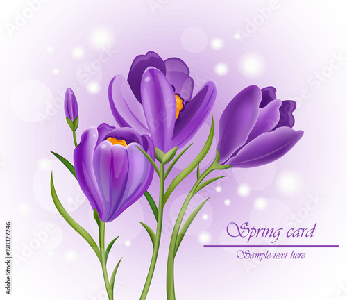 Crocus ultra violet flowers bouquet Vector. Spring backgrounds