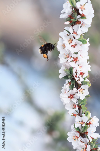  bumblebee flies around and gathers nectar from a blossoming branch of a cherry in the may spring garden