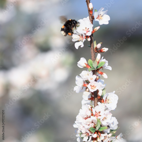 insect-shaggy bumblebee flies around and gathers nectar from a blossoming bra...