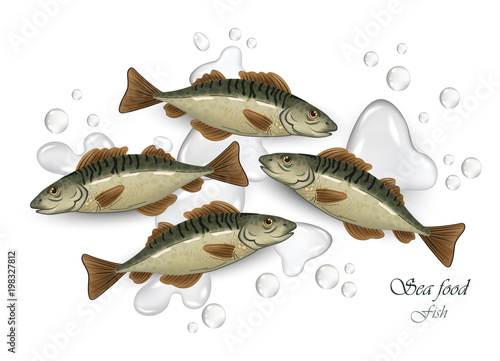 Mackerel Seafood fish Vector illustration. Waterdrops backgrounds