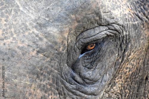 Elephant eye at Minneyira National Park in Sri Lanka © JeanYves