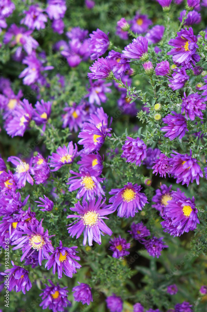 Aster novae angliae purple dome purple flowers with green Aster novae angliae purple dome purple flowers with green