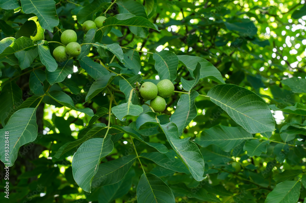 Branches of walnut tree with ripening fruits, selective focus