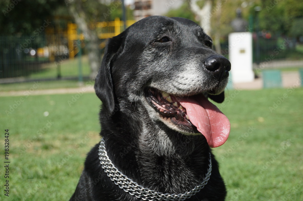 Labrador negro con canas en el hocico. Primer plano vista de perfil Labrador negro con canas en el hocico. Primer plano vista de perfil
