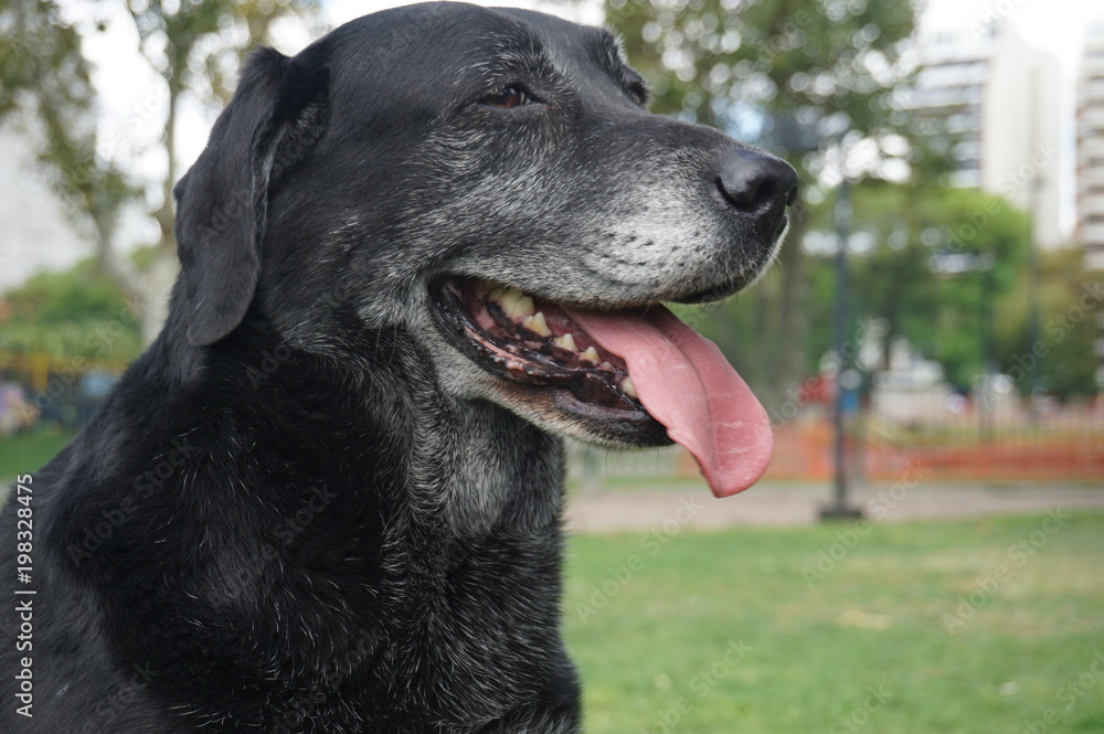 Labrador negro con canas en el hocico. Primer plano vista de perfil Labrador negro con canas en el hocico. Primer plano vista de perfil