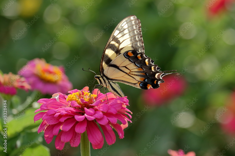 An Eastern Tiger Swallowtail Butterfly feeds on brightly colored Zinnia blossoms in the garden. An Eastern Tiger Swallowtail Butterfly feeds on brightly colored Zinnia blossoms in the garden.