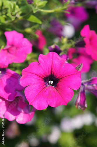 Petunia hybrid purple plant or surfinia giant purple flowers