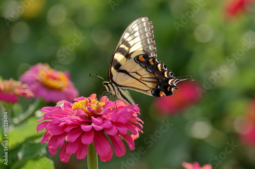 An Eastern Tiger Swallowtail Butterfly feeds on brightly colored Zinnia blossoms in the garden. © Melody Mellinger