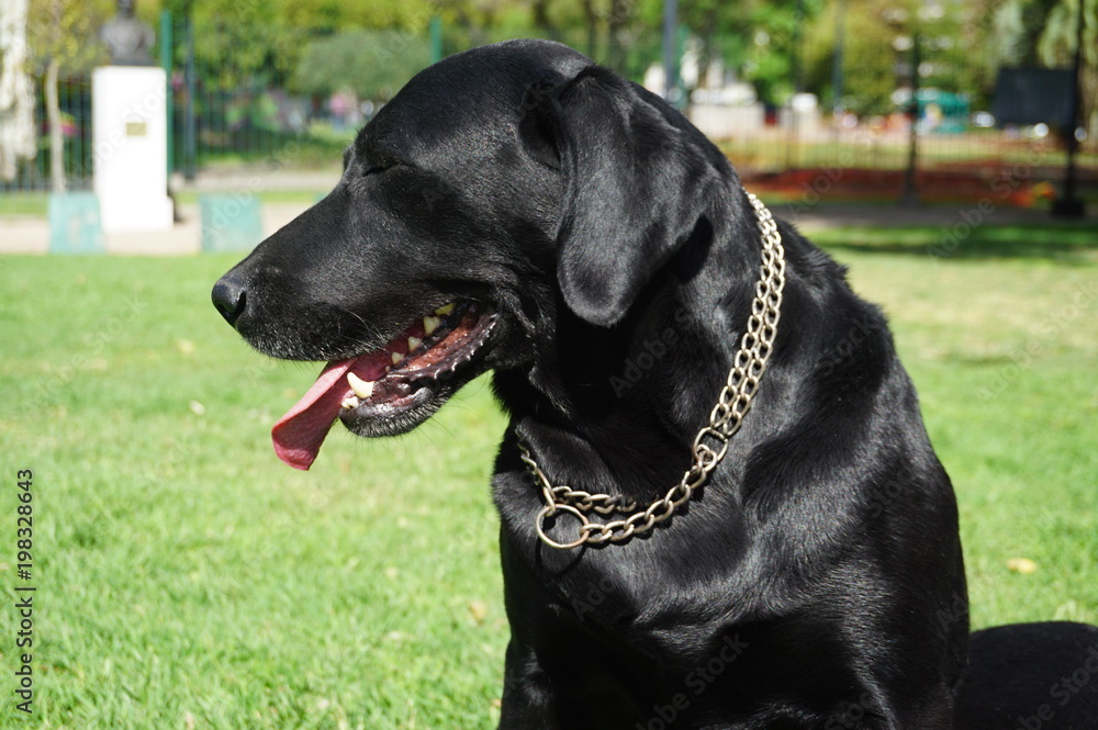 Labrador negro, primer plano vista de perfil, lengua afuera 
