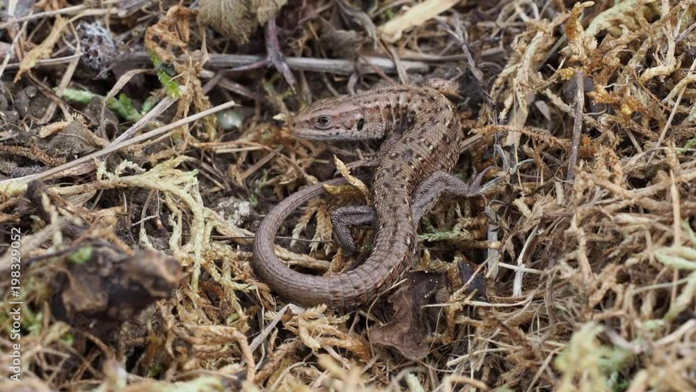 Common lizard (Lacerta Zootoca vivipara) stationary on grass bank Common lizard (Lacerta Zootoca vivipara) stationary on grass bank