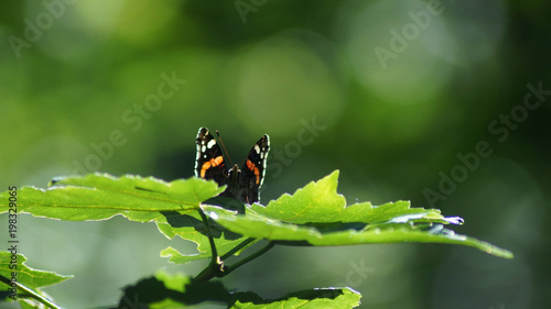 schmetterling