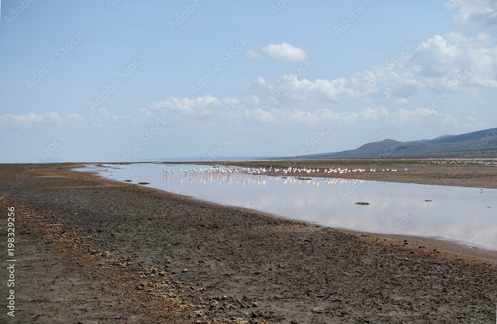 Flamingos am Lake Natron, Tansania