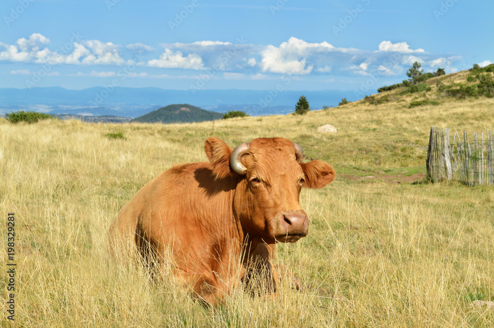 A brown cow in a beautiful mountain scenery. In Auvergne, France. A brown cow in a beautiful mountain scenery. In Auvergne, France.