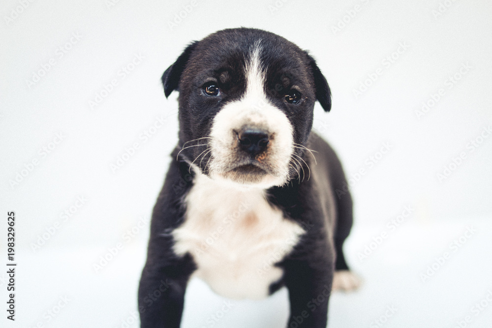 Puppies dog crossbred cute dog isolated