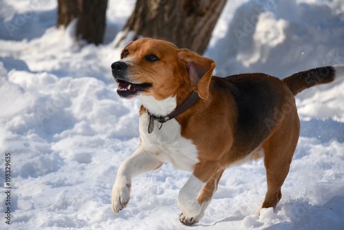 A merry red beagle breed dog plays on the snow.