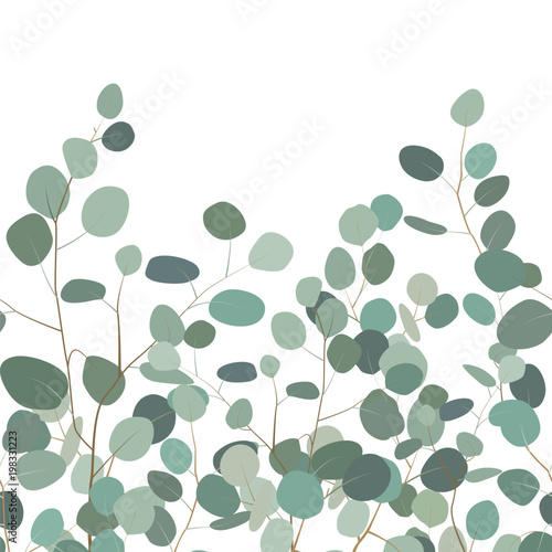 Seamless pattern with eucalyptus. Hand painted floral ornament with silver dollar eucalyptus branches on white background. Vector