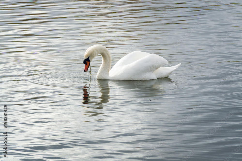 Naklejka premium A Swan eating underwater weed in the morning in Caldecotte lake