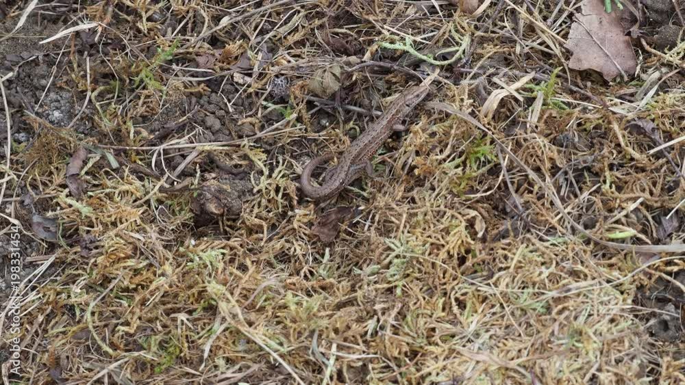 Common lizard (Lacerta Zootoca vivipara) stationary on grass bank Common lizard (Lacerta Zootoca vivipara) stationary on grass bank