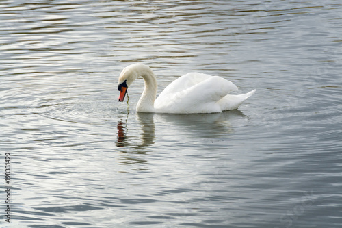 A Swan eating underwater weed in the morning in Caldecotte lake