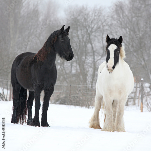 Friesian horse and irish cob in winter